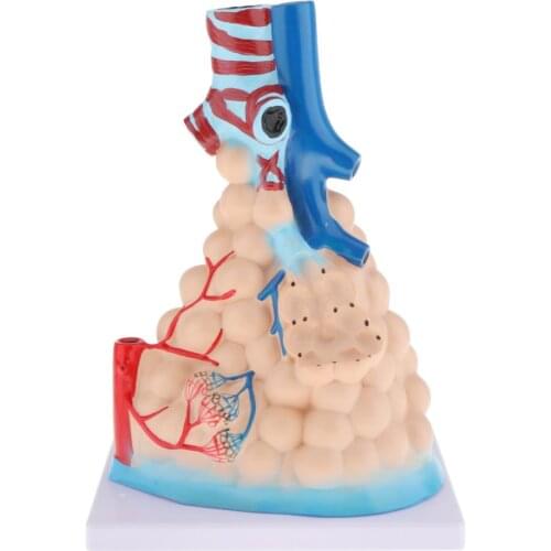 Handmade Enlarging Alveolar Anatomical Medical Model Anatomy Tool Display