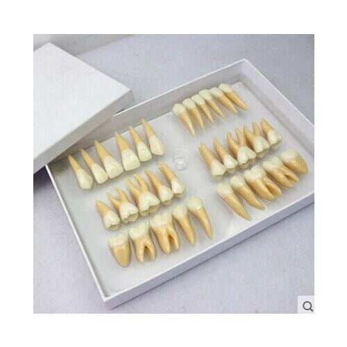 Dental model 2.5 times 32pcs teeth two color model dental teaching tooth model