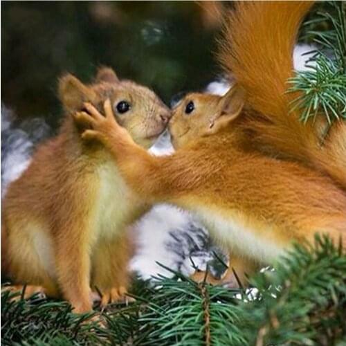 5D Diy Diamond Painting Cross Stitch The Squirrel Lover Kiss 3d Resin Square&Round Drill And Full Handmade Embroidery Diamond