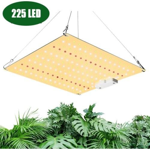 Dreamburgh Plant Lamps