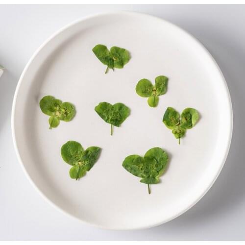 60pcs Natural Pressed Dried Flower Sun Euphorbia Herb Plants Herbarium For Epoxy Resin Jewelry Making Makeup Nail Art Craft DIY
