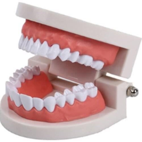 Dental Teeth Model Dental 1:1 Little Teeth Model LY39