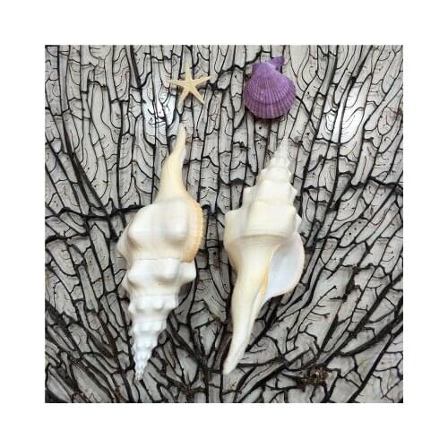 15-17cm Thick snails, natural shells, conch, white snails, Buddhism, worship, sacrificial objects, home decoration, collection