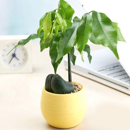 Colorful Mini Succulent Cactus Plastic Flower Pot Round Garden Flowerpot OW