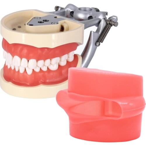 Dental Anatomy Model Simulation Cheek Kilgore Nissin 32 Pcs Removable Teeth Teaching Study Model