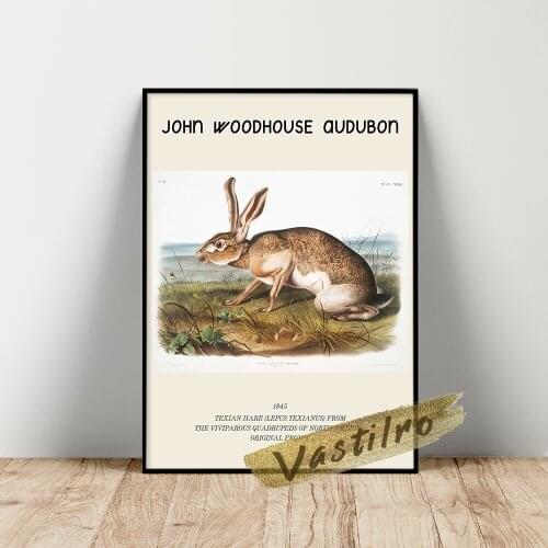 John Woodhouse Audubon Poster, Texian Hare Lepus Texianus Wall Art, North America Viviparous Quadrupeds Illustration Painting