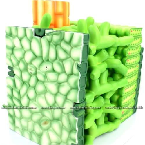 12043/ Leaf components and morphological and anatomical models