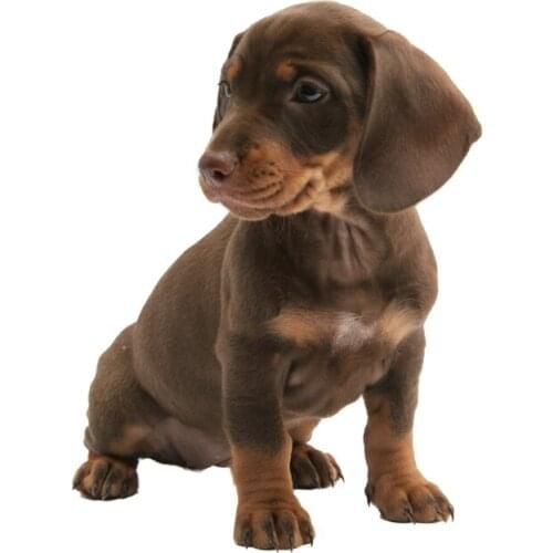 Three Ratels QC109-3 Animal wall stickers cute puppies wall stickers for kids Kitchen stickers living room decoration