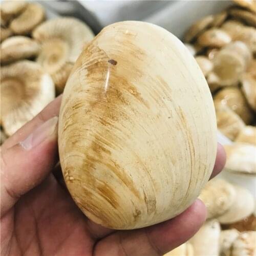 Natural petrified shell fossil original stone original stone crystal quartz mineral specimen healing Reiki home decoration