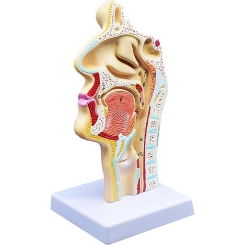 Human Anatomical Nasal Cavity Throat Anatomy Model For Science Classroom Study Display Teaching Model