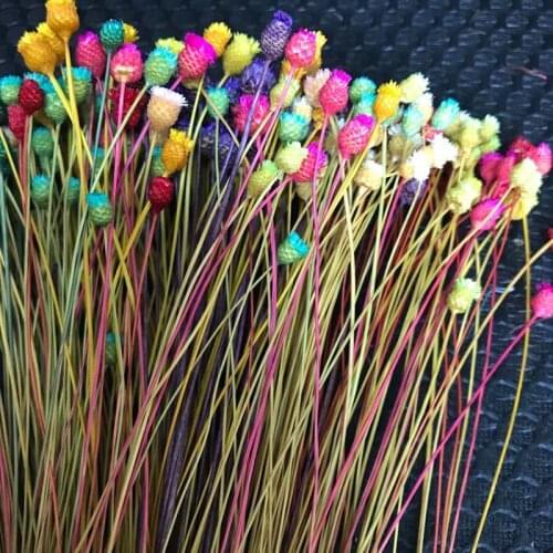 100PCS/~ 0.3CM Head,Real Dried Natural Mini Brazilian Pleasure Flower Branch,Miniature Dry Happy Flower Bouquet For Home Decor