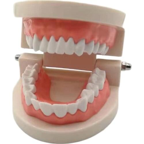 Standard Teeth Model Kids Dental Teaching Study Supplies Adult Standard Typodont Demonstration Patient and Student Teeth Model
