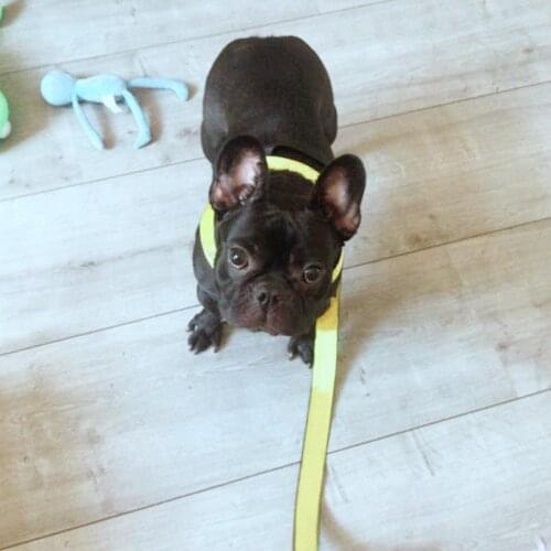 Nylon Dog Leash For Small Medium Dogs Fashion French Bulldog Leashes Pug Outdoor Walking Leading Rope Pets Accessories A213