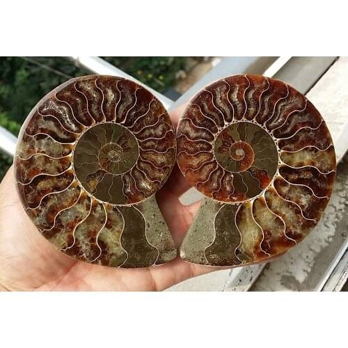 233g 1 Pair Half Cut Ammonite Shell Jurrassic Fossil Specimen