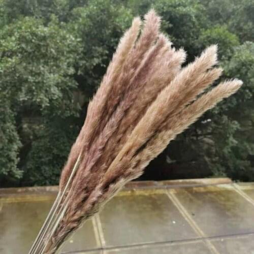 15pcs/45cm,Natural Dried Grass Reed Flower,Real Small Bulrush display flowers For Wedding Party Home Decoration accessories