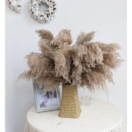 10Pcs &20Pcs&50PCS Dried Pampas Grass garden home Decor Wedding Flower Bunch Natural Plants for Home Christmas Decoration gift