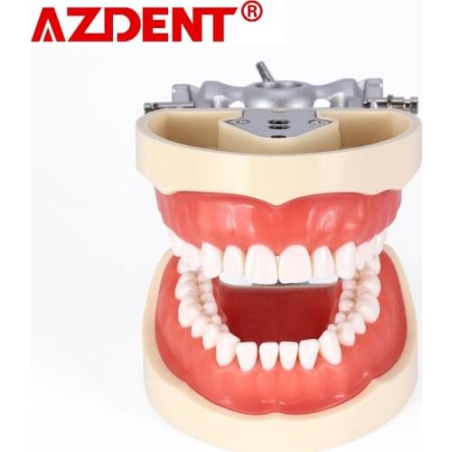 Dental Typodont Model With Removable Teeth Dental teaching tooth model Dental Teeth Model