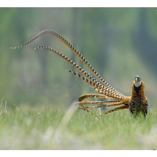 Wholesale 50pcs/lot Large Size 120-130 cm (48-52 inch ) Natural Reeves Venery Pheasant Tail Feathers