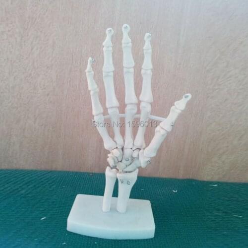 HOT Life-Size Hand Joint Model, Anatomical Hand Joint Model