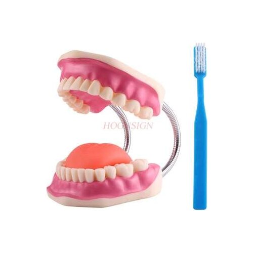 6 times bigger tooth model oral teaching childrens early education demonstration brushing medicine nursing teaching instrument