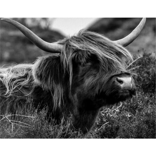 Diamond Embroidery Highland cattle DIY 5D Cross Stitch Black White Art Square Round Diamond Painting mosaic picture by numbers