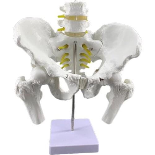 Pelvic and lumbar spine and femoral head model pelvic model human spine with pelvic model femoral head