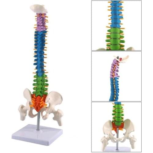 45CM Color Vertical Spine Human Anatomical Anatomy model Medical spinal column skeleton model teaching supplies