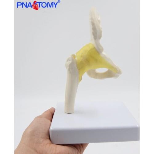 Mini Human Hip Joint Model Flexible Knee Anatomical Model Medical Demonstration Gift Educational Tool Skeleton PNATOMY