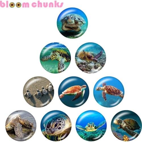 Sea turtle animal 10pcs mixed 12mm/18mm/20mm/25mm Round photo glass cabochon demo flat back Making findings S1382