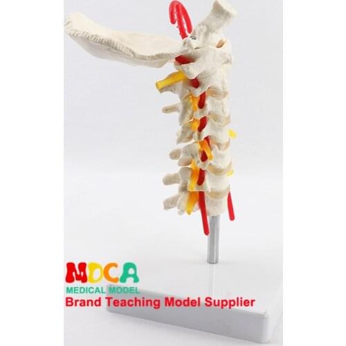 Occipital spinal nerve cervical model Department of orthopedics human spine model medical teaching MGJ006