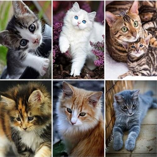5D DIY Full Square Drill Diamond Painting Animal Diamond Embroidery Cat Picture Rhinestone Mosaic Kit Home Decoration Gift