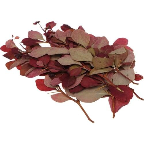 10 Pcs Pressed Dried Flower Leaves For Epoxy Resin Pendant Necklace Making