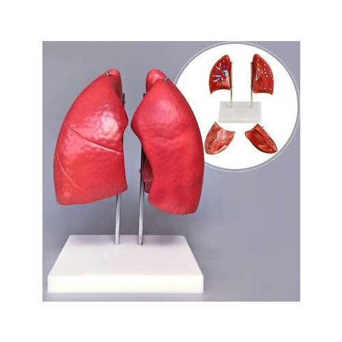 Lung model human lung anatomical model lung bronchial respiratory system structure teaching medical teaching aid model