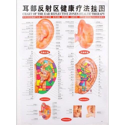 Chart of the ear reflective zone health therapy Massage acupuncture acupoints Medical study 68*48cm Chinese-English Waterproof