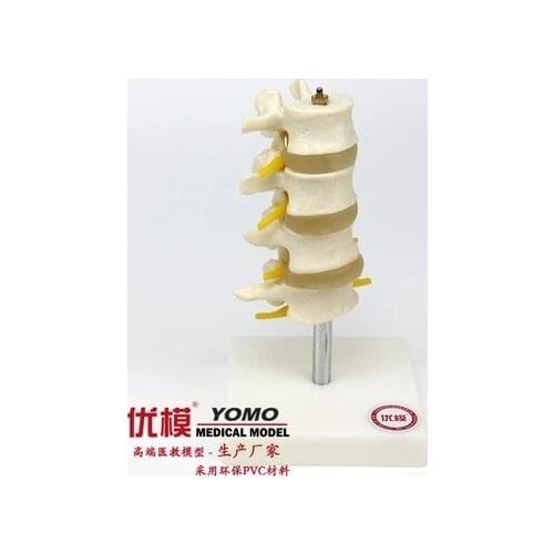 Human medical bone model Normal lumbar spine model natural size free shipping