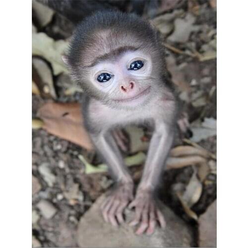 5D DIY Diamond Painting little Monkey Animal Full Square Round Diamond embroidery Cross stitch Diamond kits Wall Painting L06