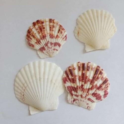 10PCS/lot Sea Shells Natural Scallop Seashell Beach Wedding Decorations Home Decor Ocean Ornaments DIY Shell for Jewelry Making