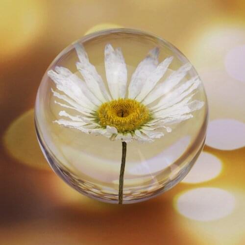 Real Leucanthemum White Chrysanthemum Crystal Glass Resin Lens Ball Natural Plants Flower Specimen Christmas Love Mum Gift Globe