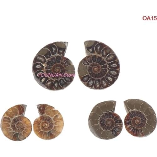 Half Gesneden Conch Fossielen Ammoniet Shell Kunst Verzamelen Diy Steen Ambachten Home Decor