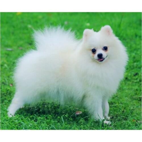 White Pomeranian diy diamond painting,full square Diamond embroidery,diamond puzzles,mosaic mazayka 5d,wall arts crafts Z636