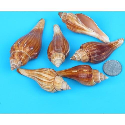 Feng Shui natural conch shells platform aquarium fish tank decorative landscaping
