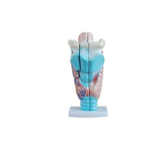 Amplification Throat anatomy model human anatomy teaching model