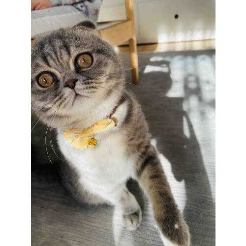 Modamot Products For Cats