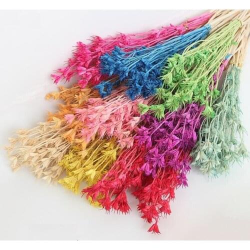 10 Bundles Preserved Flower Lllicium Plants Herbarium For Flower Arrangement Wedding Christmas Party Home Garden Decoration