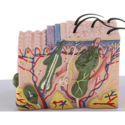 Magnify 35X Human Skin Texture Subcutaneous Tissue Dissection Model Biology Teaching Display Toy Sets