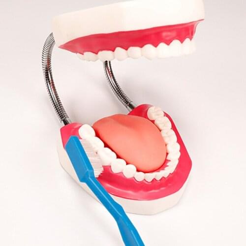 Chinon Dental Tooth Model Enlarged 6 Times Dental Cavity Oral Nursing Training Medical Science Teaching Appliances BIX-HY