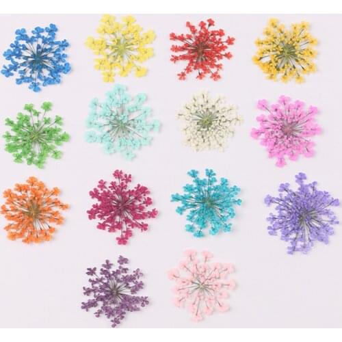 12/30pcs Natural Dried Flowers Pressed Dried Ammi Majus Flower For Epoxy Resin Pendant Necklace Jewelry Craft DIY Accessories