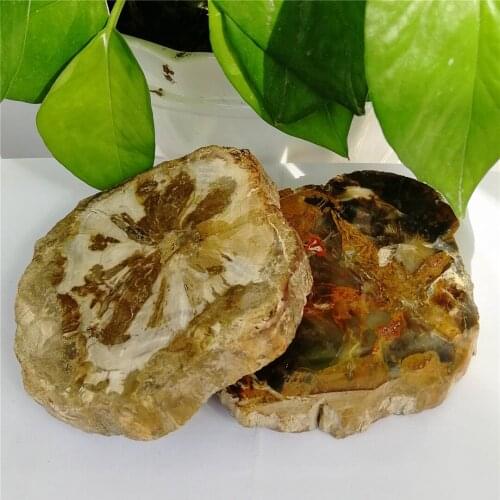 Natural Petrified Wood Fossil Original Stone Raw Rock Crystal Quartz Mineral Specimen Healing Reiki Home Decor Chakra Gifts