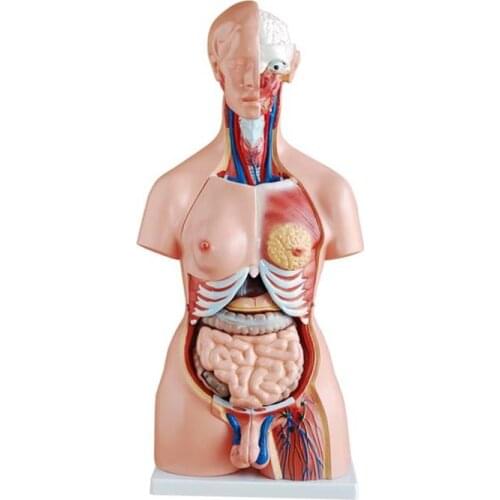 Both Sexes Torso Model (23 Parts) 85cm BIX-A1035 WBW240