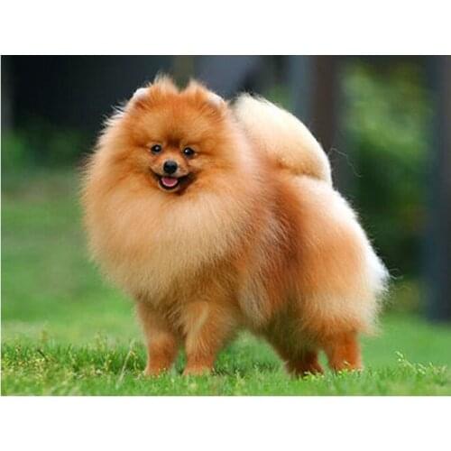 New 5D DIY Diamond Painting Cross Stitch Pomeranian Pet Dogs Needlework Full Square Diamond Embroidery Home Decoration FG1245